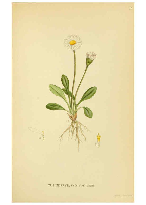 Reproducción/Reproduction 6028717013: Billeder af nordens flora. v.1 København,G.E.C. Gad's forlag,1917-1927