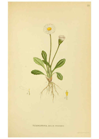 Reproducción/Reproduction 6028717013: Billeder af nordens flora. v.1 København,G.E.C. Gad's forlag,1917-1927