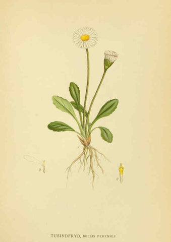 Reproducción/Reproduction 6028717013: Billeder af nordens flora. v.1 København,G.E.C. Gad's forlag,1917-1927