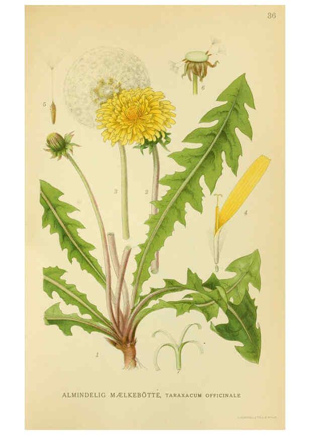 Reproducción/Reproduction 6028717265: Billeder af nordens flora. v.1 København,G.E.C. Gad's forlag,1917-1927