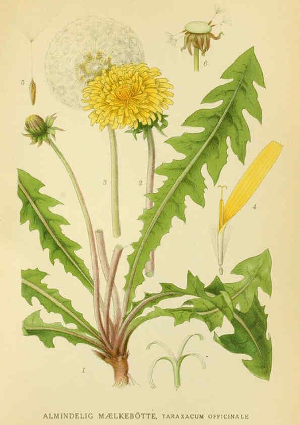 Reproducción/Reproduction 6028717265: Billeder af nordens flora. v.1 København,G.E.C. Gad's forlag,1917-1927