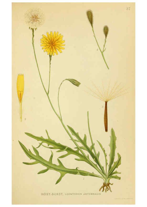 Reproducción/Reproduction 6029269794: Billeder af nordens flora. v.1 København,G.E.C. Gad's forlag,1917-1927