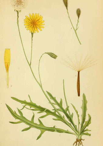 Reproducción/Reproduction 6029269794: Billeder af nordens flora. v.1 København,G.E.C. Gad's forlag,1917-1927