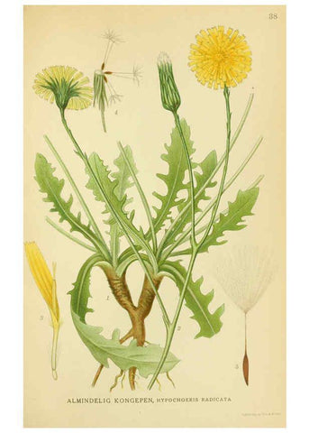 Reproducción/Reproduction 6029270004: Billeder af nordens flora. v.1 København,G.E.C. Gad's forlag,1917-1927