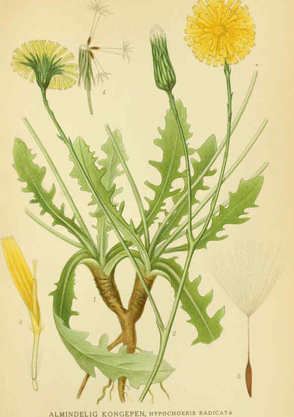 Reproducción/Reproduction 6029270004: Billeder af nordens flora. v.1 København,G.E.C. Gad's forlag,1917-1927