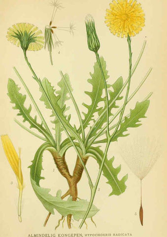 Reproducción/Reproduction 6029270004: Billeder af nordens flora. v.1 København,G.E.C. Gad's forlag,1917-1927