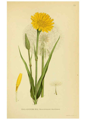 Reproducción/Reproduction 6029270192: Billeder af nordens flora. v.1 København,G.E.C. Gad's forlag,1917-1927