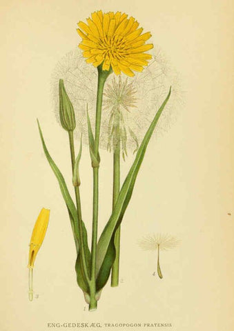 Reproducción/Reproduction 6029270192: Billeder af nordens flora. v.1 København,G.E.C. Gad's forlag,1917-1927