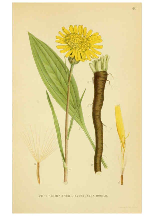 Reproducción/Reproduction 6029270478: Billeder af nordens flora. v.1 København,G.E.C. Gad's forlag,1917-1927