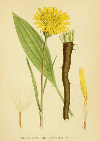 Reproducción/Reproduction 6029270478: Billeder af nordens flora. v.1 København,G.E.C. Gad's forlag,1917-1927