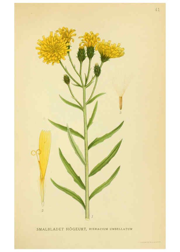 Reproducción/Reproduction 6028718489: Billeder af nordens flora. v.1 København,G.E.C. Gad's forlag,1917-1927