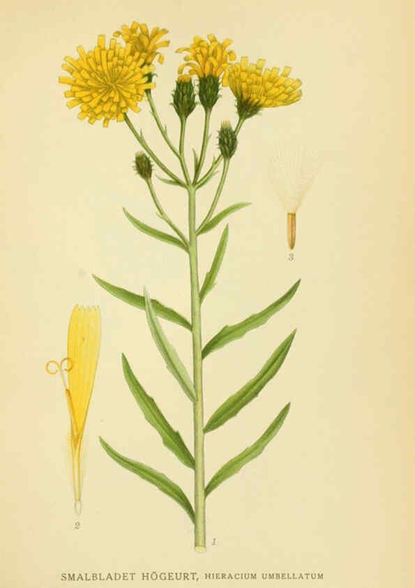 Reproducción/Reproduction 6028718489: Billeder af nordens flora. v.1 København,G.E.C. Gad's forlag,1917-1927
