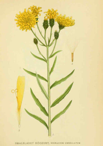 Reproducción/Reproduction 6028718489: Billeder af nordens flora. v.1 København,G.E.C. Gad's forlag,1917-1927