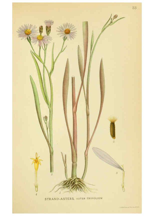 Reproducción/Reproduction 6028716405: Billeder af nordens flora. v.1 København,G.E.C. Gad's forlag,1917-1927