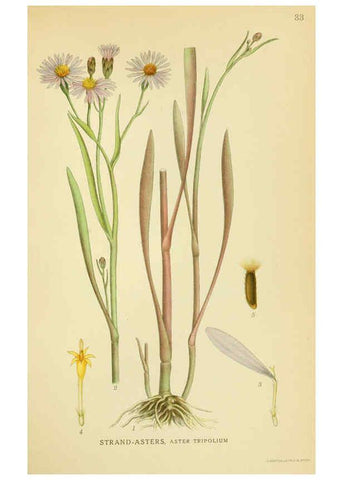 Reproducción/Reproduction 6028716405: Billeder af nordens flora. v.1 København,G.E.C. Gad's forlag,1917-1927