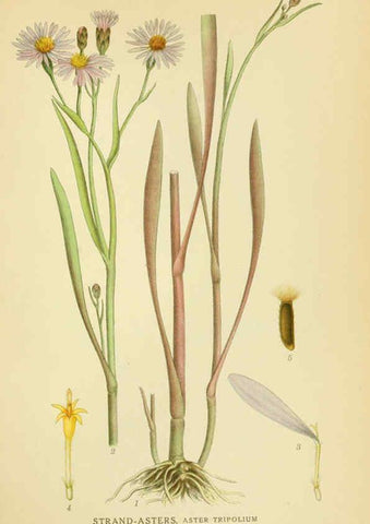 Reproducción/Reproduction 6028716405: Billeder af nordens flora. v.1 København,G.E.C. Gad's forlag,1917-1927