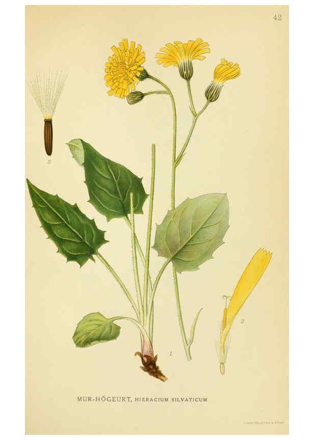 Reproducción/Reproduction 6028718777: Billeder af nordens flora. v.1 København,G.E.C. Gad's forlag,1917-1927