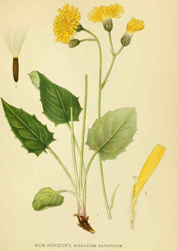 Reproducción/Reproduction 6028718777: Billeder af nordens flora. v.1 København,G.E.C. Gad's forlag,1917-1927