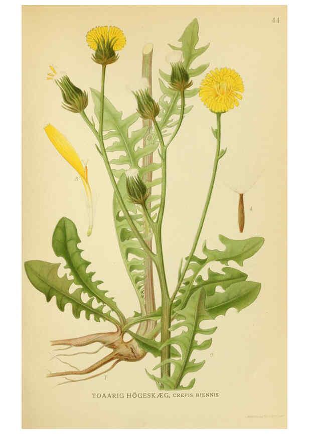 Reproducción/Reproduction 6029271650: Billeder af nordens flora. v.1 København,G.E.C. Gad's forlag,1917-1927