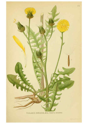Reproducción/Reproduction 6029271650: Billeder af nordens flora. v.1 København,G.E.C. Gad's forlag,1917-1927