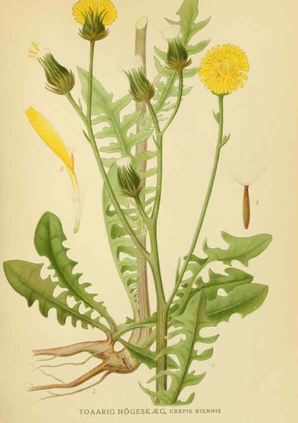 Reproducción/Reproduction 6029271650: Billeder af nordens flora. v.1 København,G.E.C. Gad's forlag,1917-1927