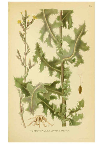 Reproducción/Reproduction 6029271880: Billeder af nordens flora. v.1 København,G.E.C. Gad's forlag,1917-1927