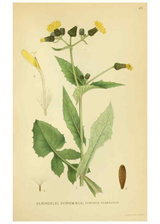 Reproducción/Reproduction 6029272144: Billeder af nordens flora. v.1 København,G.E.C. Gad's forlag,1917-1927