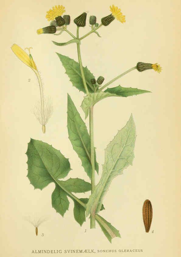 Reproducción/Reproduction 6029272144: Billeder af nordens flora. v.1 København,G.E.C. Gad's forlag,1917-1927