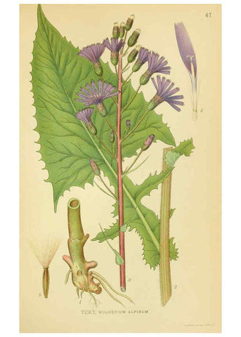 Reproducción/Reproduction 6028720243: Billeder af nordens flora. v.1 København,G.E.C. Gad's forlag,1917-1927