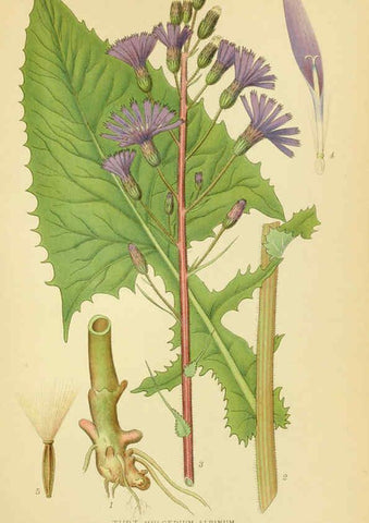 Reproducción/Reproduction 6028720243: Billeder af nordens flora. v.1 København,G.E.C. Gad's forlag,1917-1927