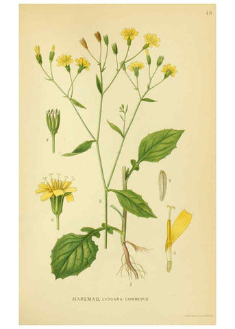 Reproducción/Reproduction 6029272608: Billeder af nordens flora. v.1 København,G.E.C. Gad's forlag,1917-1927