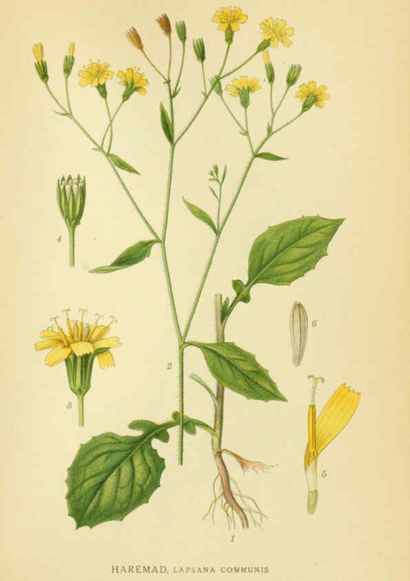 Reproducción/Reproduction 6029272608: Billeder af nordens flora. v.1 København,G.E.C. Gad's forlag,1917-1927