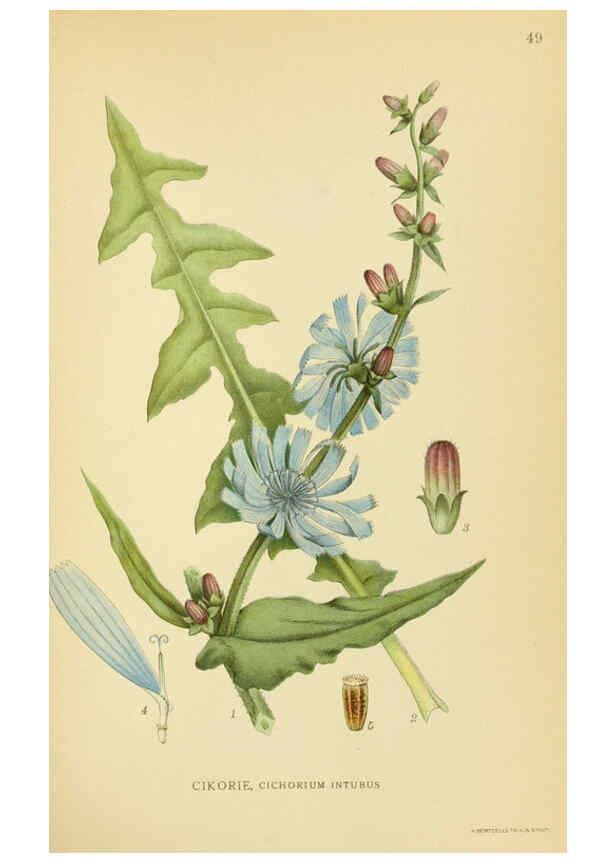 Reproducción/Reproduction 6029272804: Billeder af nordens flora. v.1 København,G.E.C. Gad's forlag,1917-1927