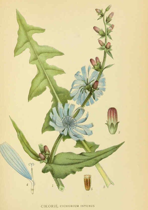 Reproducción/Reproduction 6029272804: Billeder af nordens flora. v.1 København,G.E.C. Gad's forlag,1917-1927