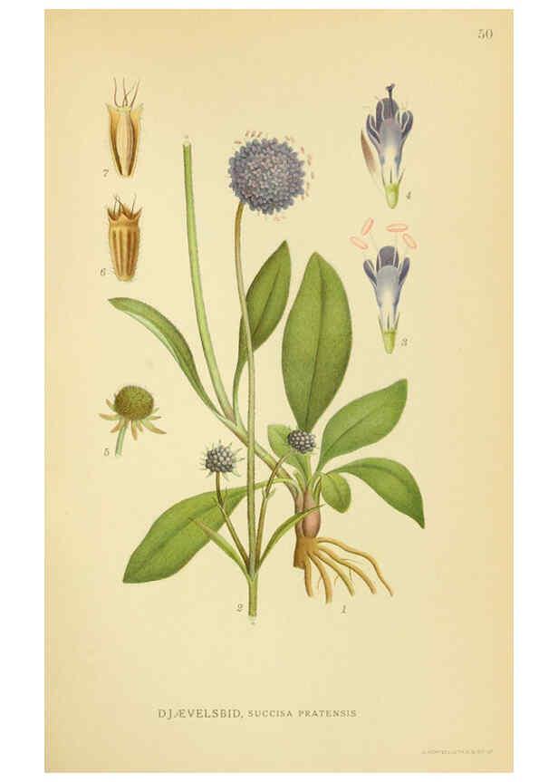 Reproducción/Reproduction 6029273018: Billeder af nordens flora. v.1 København,G.E.C. Gad's forlag,1917-1927