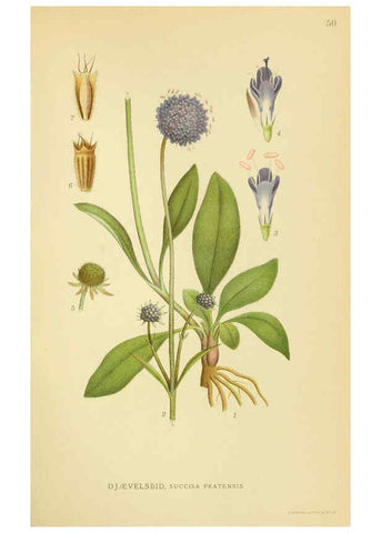 Reproducción/Reproduction 6029273018: Billeder af nordens flora. v.1 København,G.E.C. Gad's forlag,1917-1927