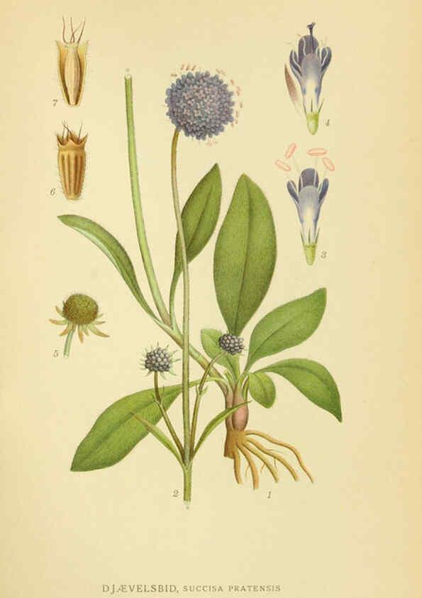 Reproducción/Reproduction 6029273018: Billeder af nordens flora. v.1 København,G.E.C. Gad's forlag,1917-1927