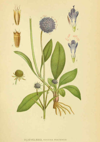 Reproducción/Reproduction 6029273018: Billeder af nordens flora. v.1 København,G.E.C. Gad's forlag,1917-1927
