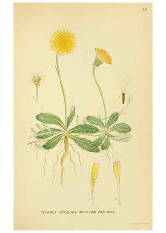 Reproducción/Reproduction 6028718979: Billeder af nordens flora. v.1 København,G.E.C. Gad's forlag,1917-1927