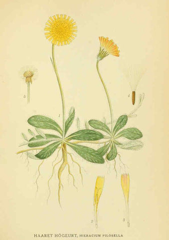 Reproducción/Reproduction 6028718979: Billeder af nordens flora. v.1 København,G.E.C. Gad's forlag,1917-1927