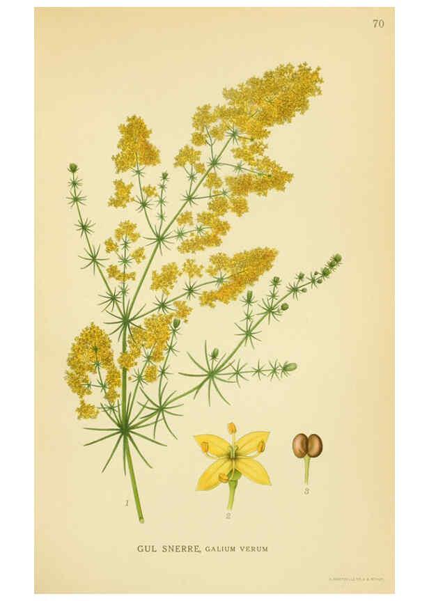 Reproducción/Reproduction 6029349098: Billeder af nordens flora. v.1 København,G.E.C. Gad's forlag,1917-1927