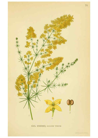 Reproducción/Reproduction 6029349098: Billeder af nordens flora. v.1 København,G.E.C. Gad's forlag,1917-1927