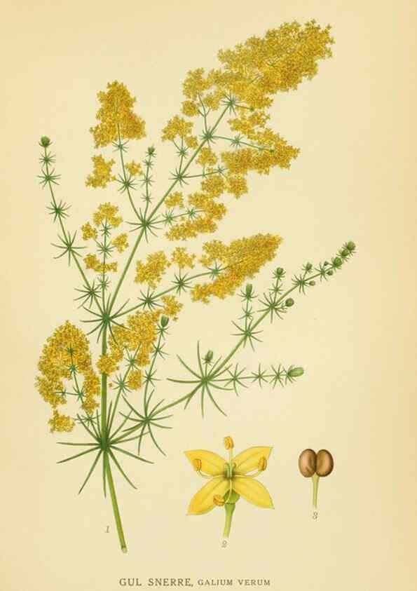 Reproducción/Reproduction 6029349098: Billeder af nordens flora. v.1 København,G.E.C. Gad's forlag,1917-1927