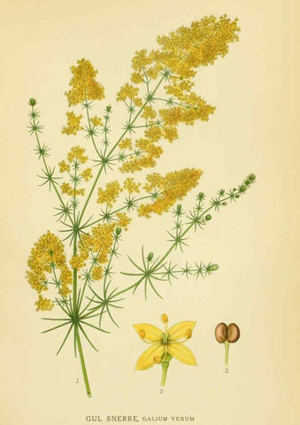 Reproducción/Reproduction 6029349098: Billeder af nordens flora. v.1 København,G.E.C. Gad's forlag,1917-1927