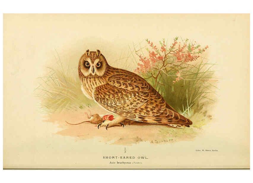 Reproducción/Reproduction 6029173514: Coloured figures of the birds of the British Islands. v.1 London :R. H. Porter,1885-1897