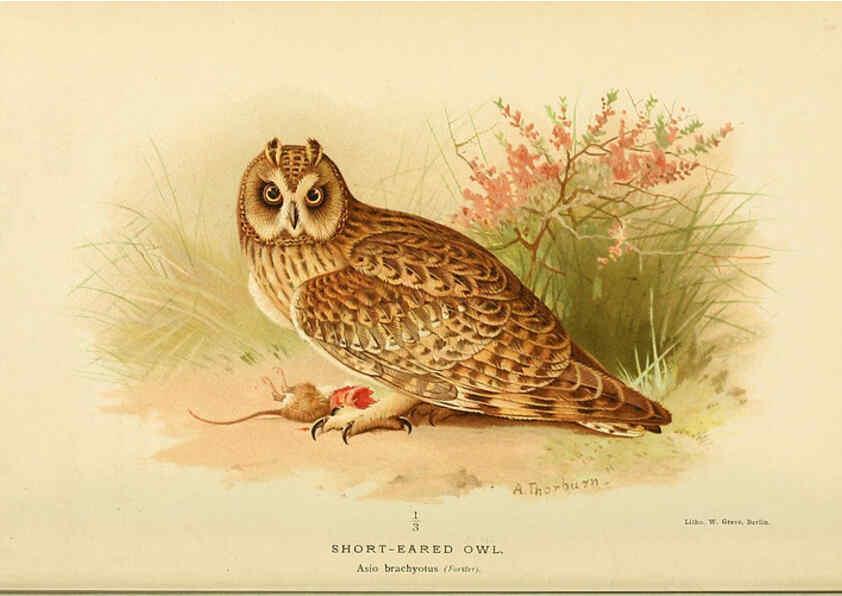 Reproducción/Reproduction 6029173514: Coloured figures of the birds of the British Islands. v.1 London :R. H. Porter,1885-1897