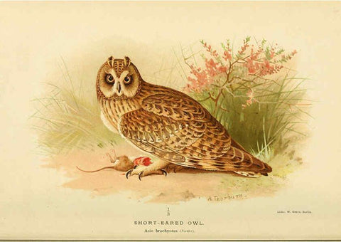 Reproducción/Reproduction 6029173514: Coloured figures of the birds of the British Islands. v.1 London :R. H. Porter,1885-1897