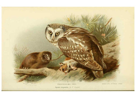Reproducción/Reproduction 6028620575: Coloured figures of the birds of the British Islands. v.1 London :R. H. Porter,1885-1897