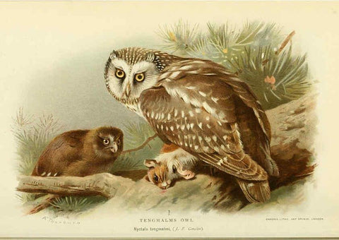 Reproducción/Reproduction 6028620575: Coloured figures of the birds of the British Islands. v.1 London :R. H. Porter,1885-1897