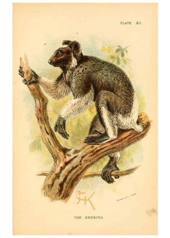 Reproducción/Reproduction 6028571743: A hand-book to the primates. v.1 London :W.H. Allen & Co., Ltd.,1894
